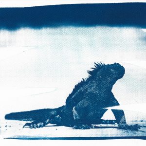 Iguana en playa