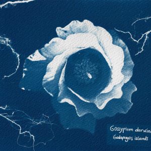 Gossypium darwinii