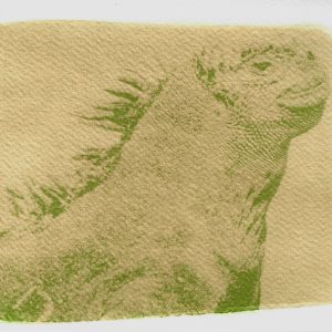 Iguana herculana