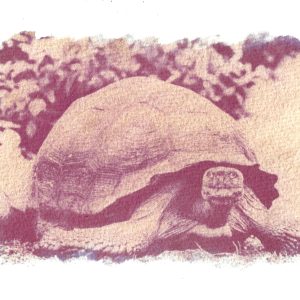 Tortuga en mora